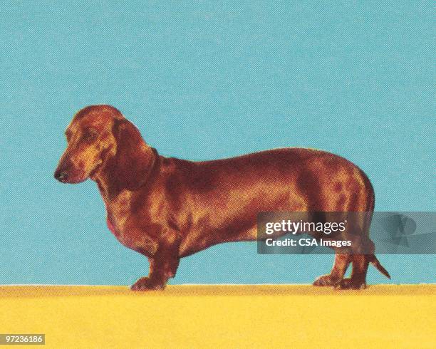 dachshund - dachshund stock illustrations