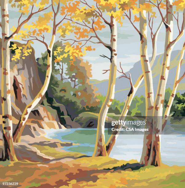 birch trees - birch tree stock illustrations