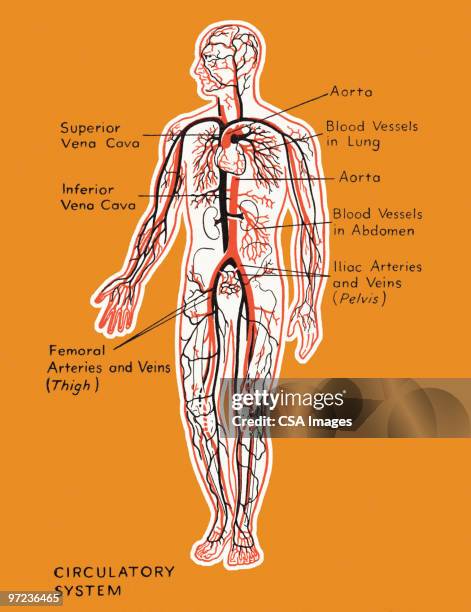 heart - circulatory system stock illustrations