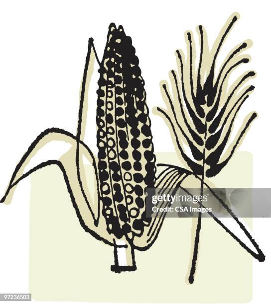 corn - corn stock illustrations