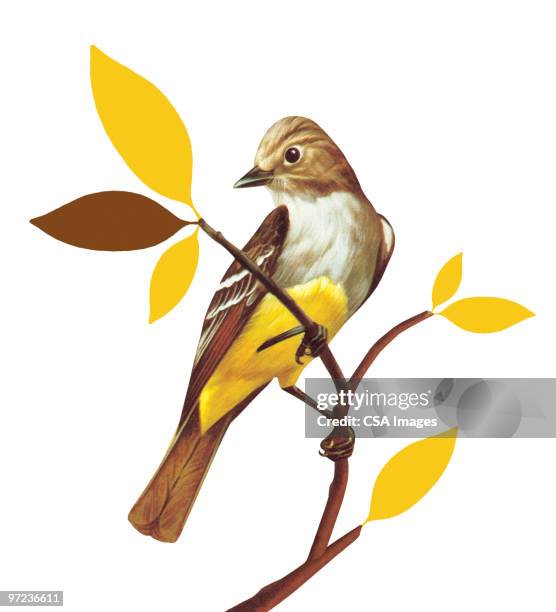 bird on a branch - 20th century stock illustrations