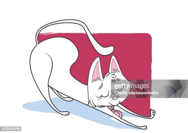 the white cat - looking into camera studio stock illustrations