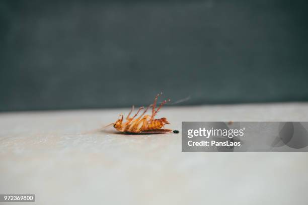 cockroach bug in house - cockroach 個照片及圖片檔