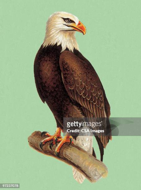 eagle - eagle stock illustrations