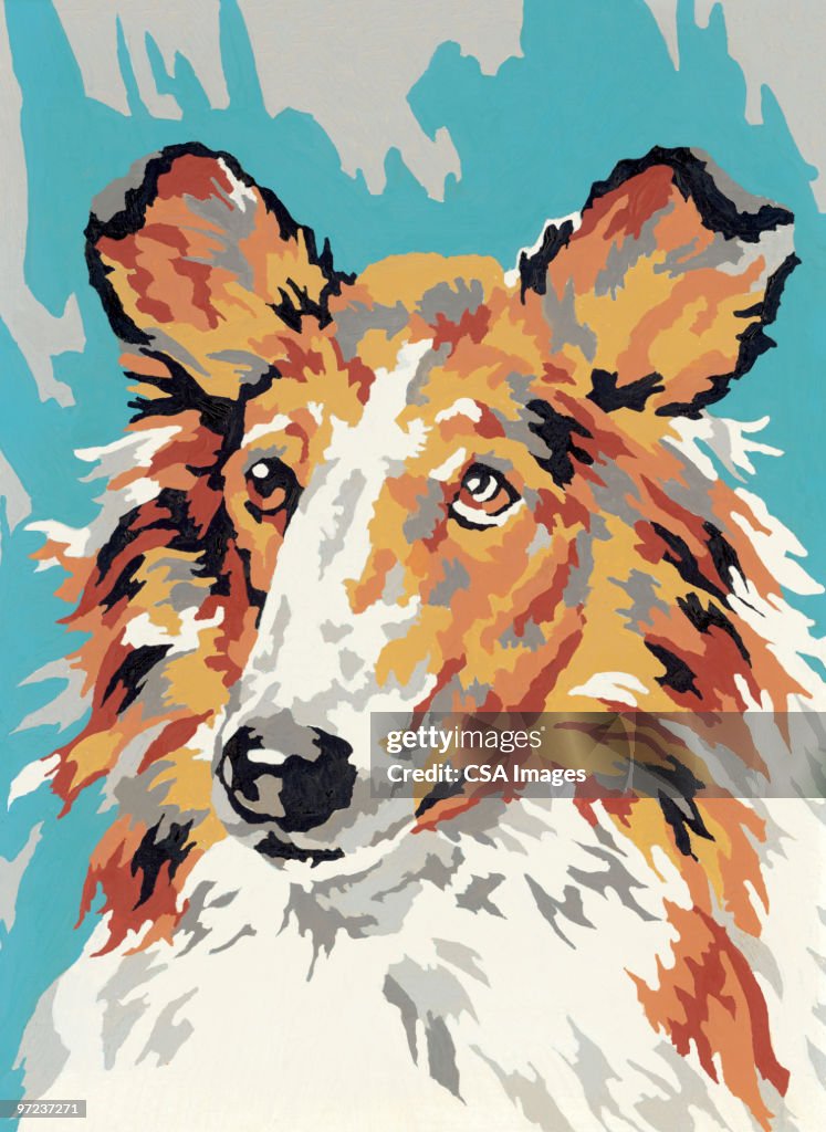 Collie