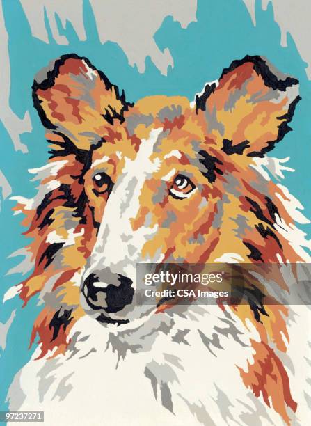 collie - collie stock illustrations