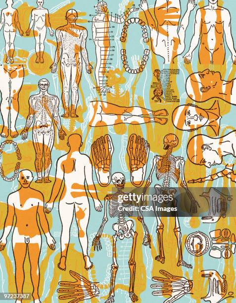 Human Sy Medical Learning Center High Res Illustrations - Getty Images