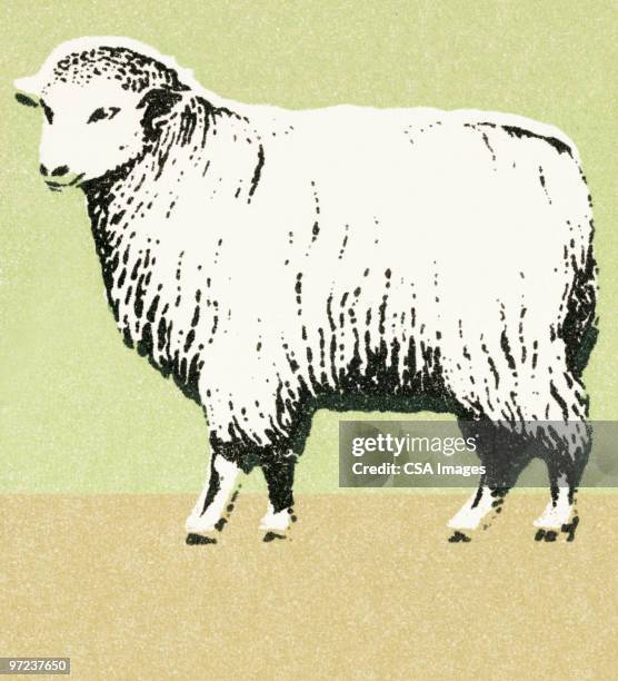 stockillustraties, clipart, cartoons en iconen met sheep - lammetje