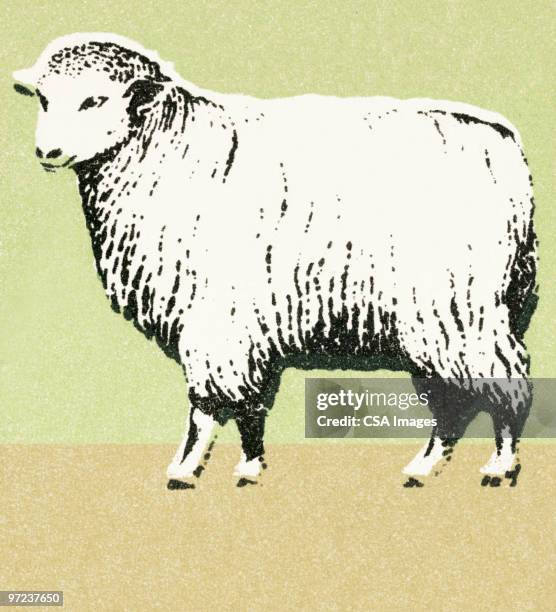 sheep - sheep stock illustrations