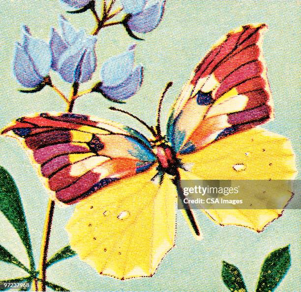 butterfly - moth stock illustrations