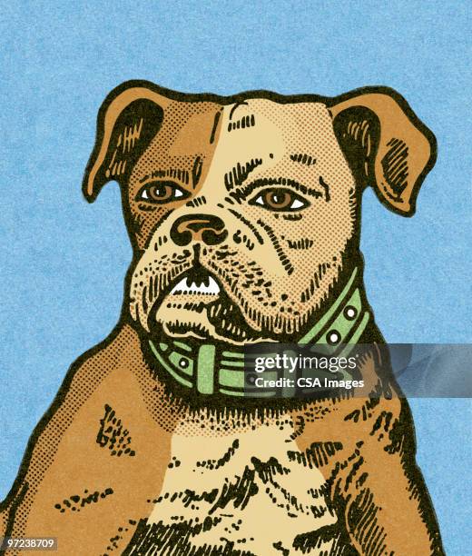 bulldog - attack dog stock illustrations