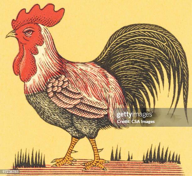 rooster - chicken feathers stock illustrations