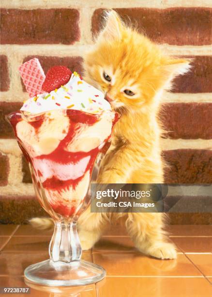 kitten with sundae - cream stock illustrations