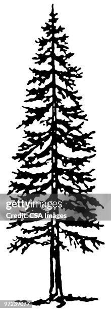 ilustrações, clipart, desenhos animados e ícones de conifer - wilderness