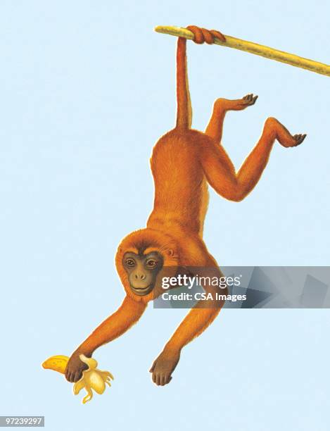 illustrazioni stock, clip art, cartoni animati e icone di tendenza di monkey - primate