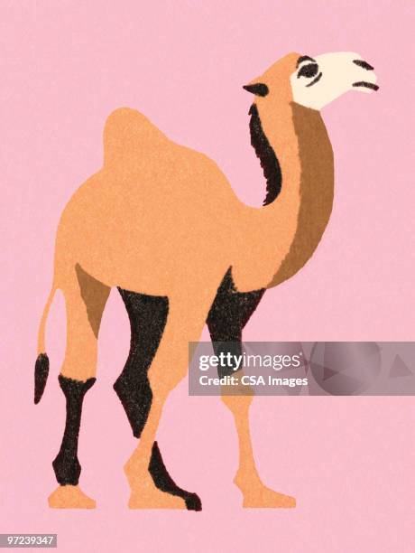 camel - camel stock illustrations