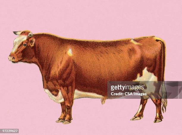 cow - rindfleisch stock-grafiken, -clipart, -cartoons und -symbole
