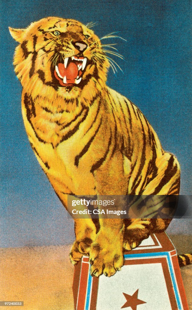 Circus tiger