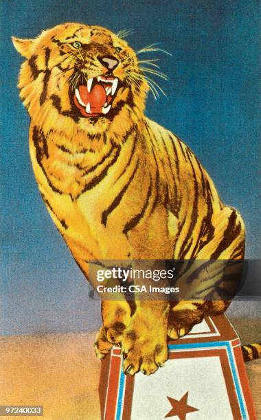 circus tiger - tiger stock illustrations