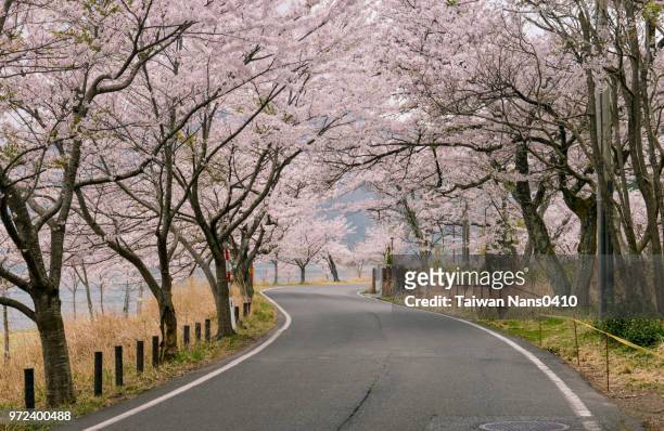 cherry blossom - sakura photos et images de collection