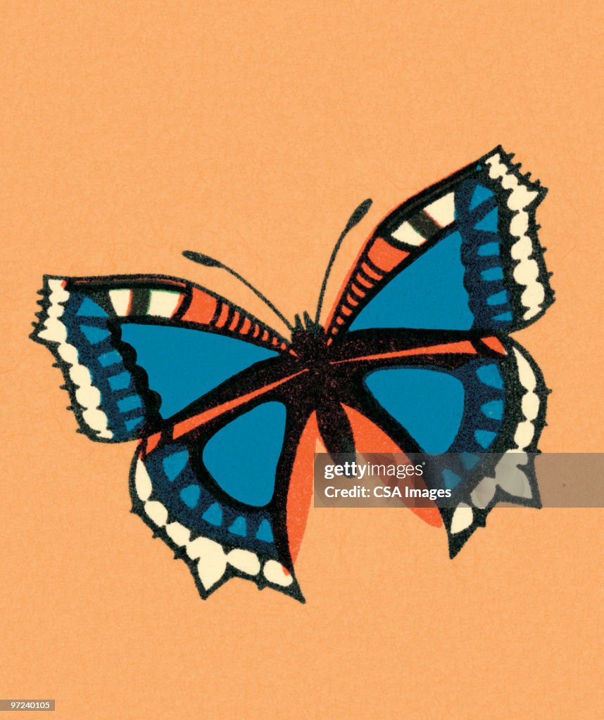 Butterfly