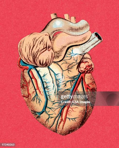 heart - human heart stock-grafiken, -clipart, -cartoons und -symbole