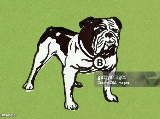ilustraciones, imágenes clip art, dibujos animados e iconos de stock de bulldog - bulldog