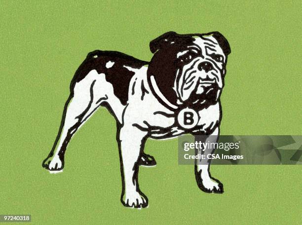 ilustrações de stock, clip art, desenhos animados e ícones de bulldog - buldogue