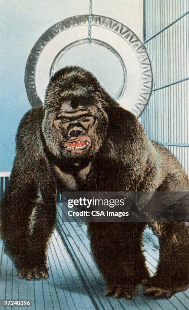 gorilla - captive animals stock illustrations