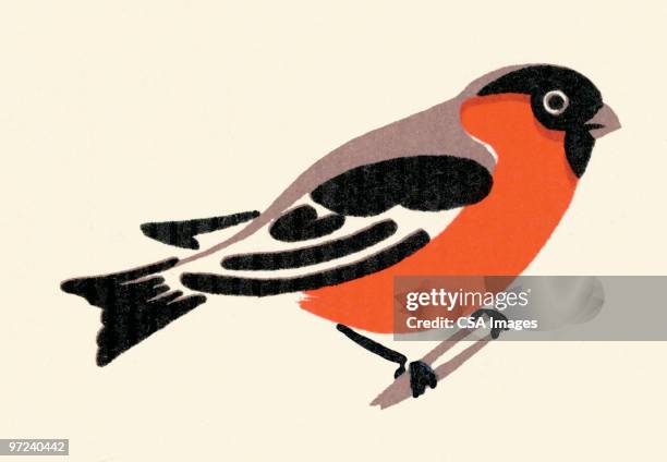 ilustrações de stock, clip art, desenhos animados e ícones de robin - pluma de ave
