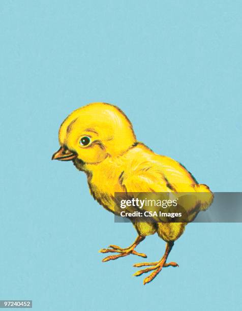 chick - young bird stock illustrations