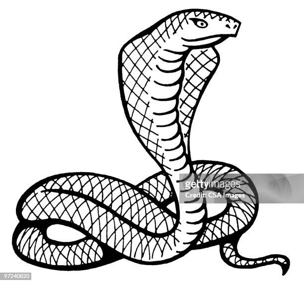 cobra - cobra stock illustrations