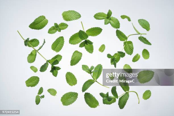 mint on white - mint leaf stock-fotos und bilder