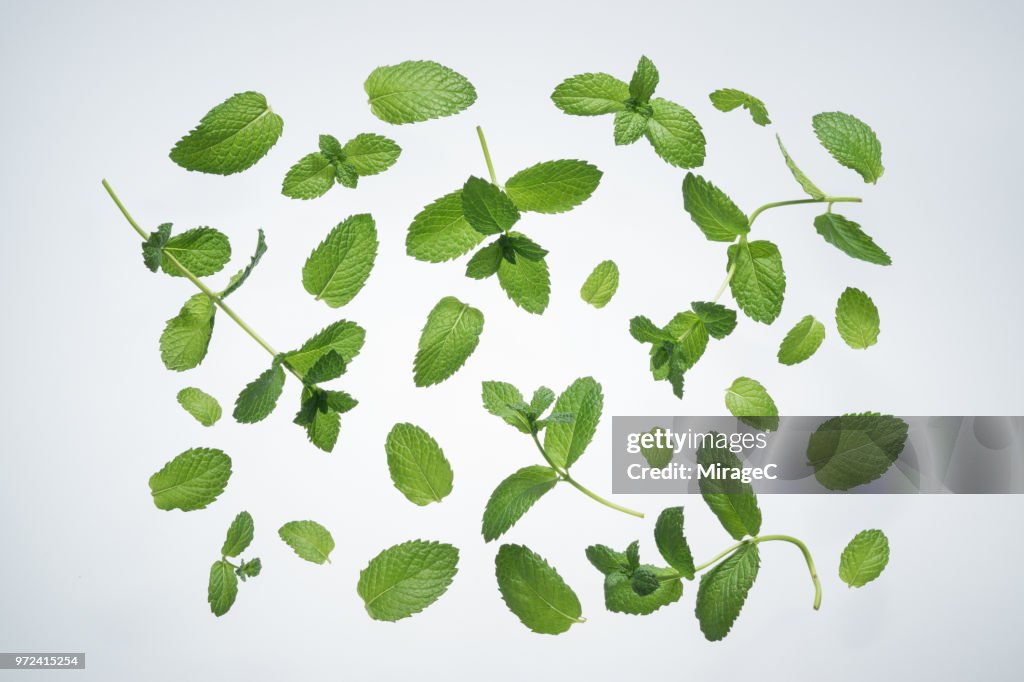 Mint on White