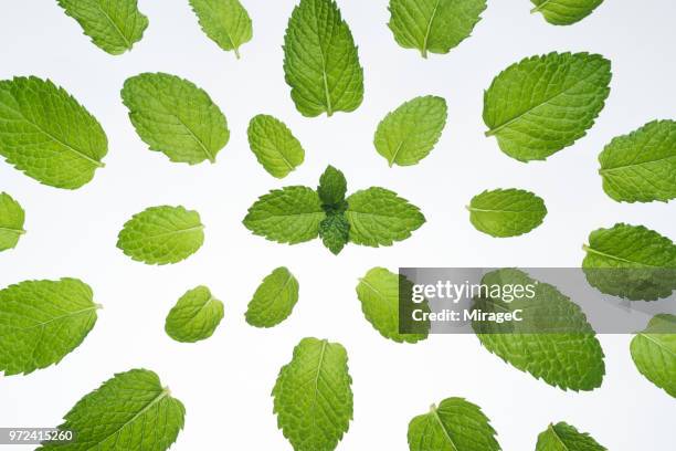 mint on white - menthe fraîche culinaire photos et images de collection