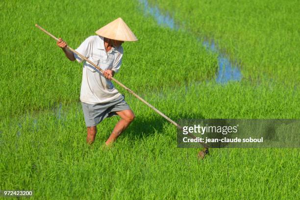 a farmer, in can tho province (vietnam) - can tho province stock-fotos und bilder