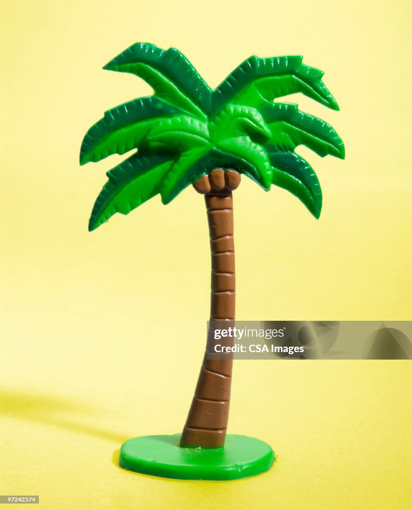 Palm Tree