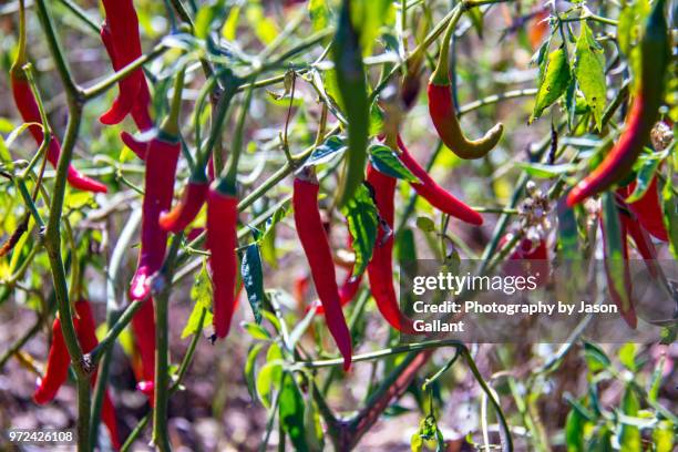 chili pepper farm kalaw to inle lake, myanamar. - chili farm imagens e fotografias de stock