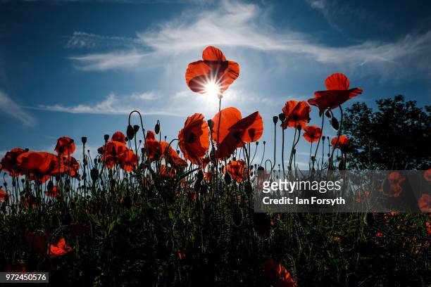 Poppies grown in a field in Staffordshire on June 12, 2018 in Stafford, England. The poppy is a flowering plant that has been used as an analgesic...