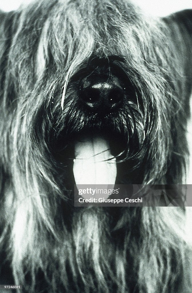 Shaggy dog with tongue hanging out