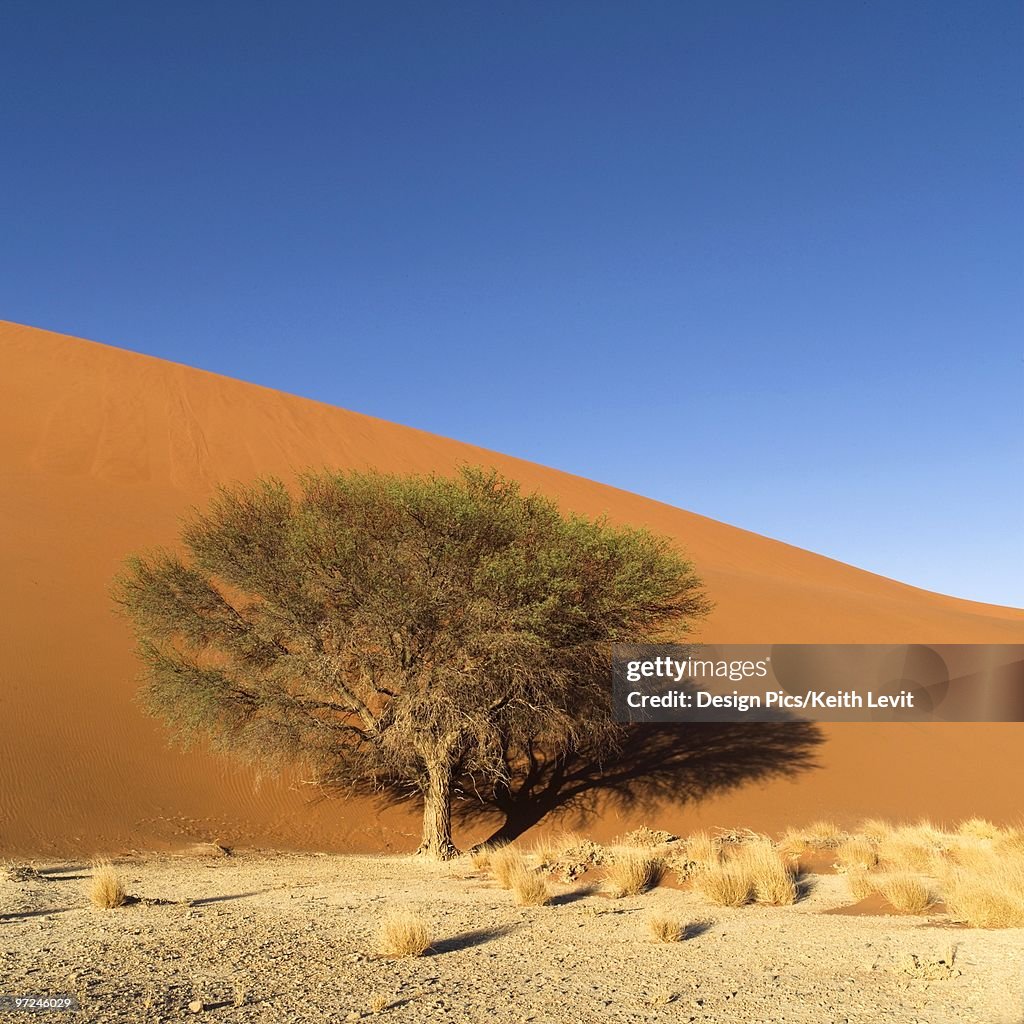 Tree in desert, Namibia, Africa