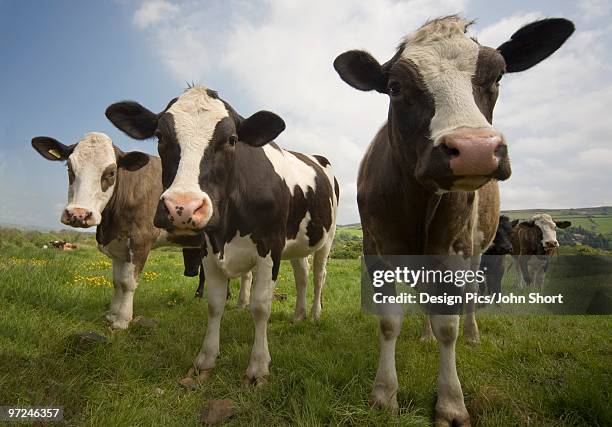 holstein-friesian cattle - friesian cattle stock-fotos und bilder