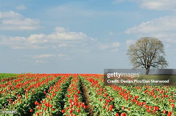 field of tulips, wooden shoe tulip farm, oregon, usa - woodburn fotografías e imágenes de stock