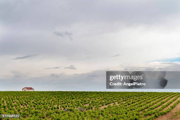 the vineyard and the house - miguelangelortega stock pictures, royalty-free photos & images