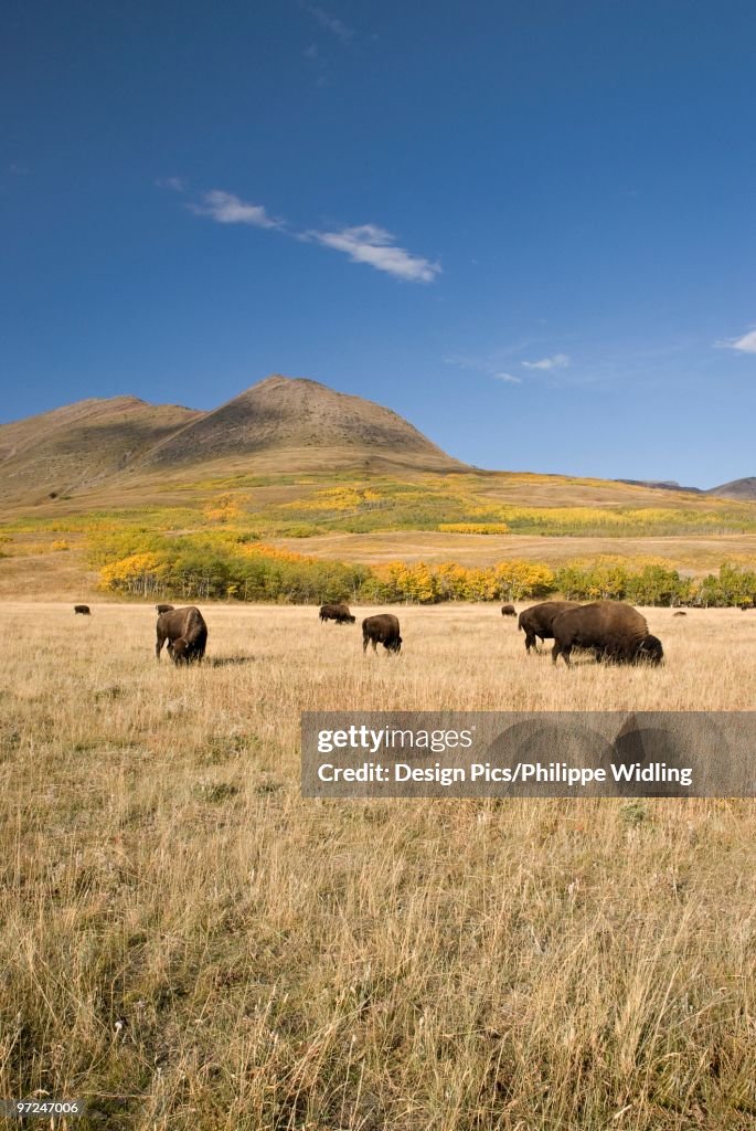American Bison (Bison bison), Southern Alberta, Canada