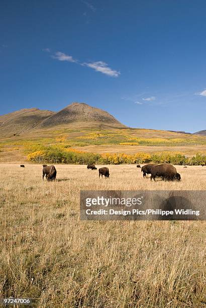 american bison (bison bison), southern alberta, canada - buffalo stock pictures, royalty-free photos & images