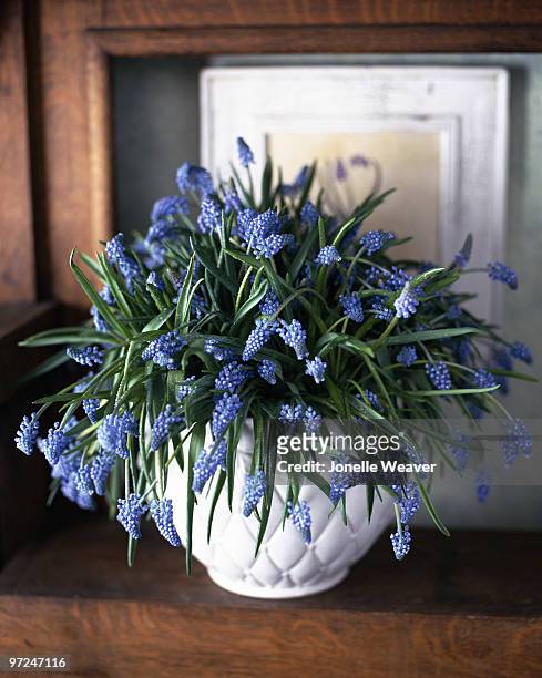 grape hyacinth - muscari armeniacum stock pictures, royalty-free photos & images