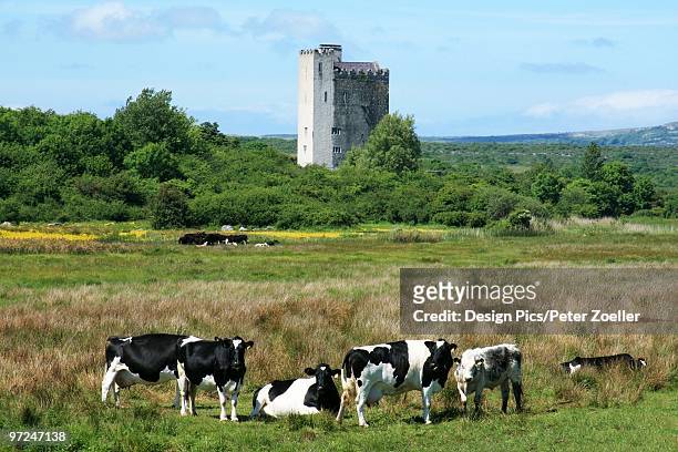 holstein-friesian cattle near corrofin, county clare, ireland - friesian cattle stock-fotos und bilder