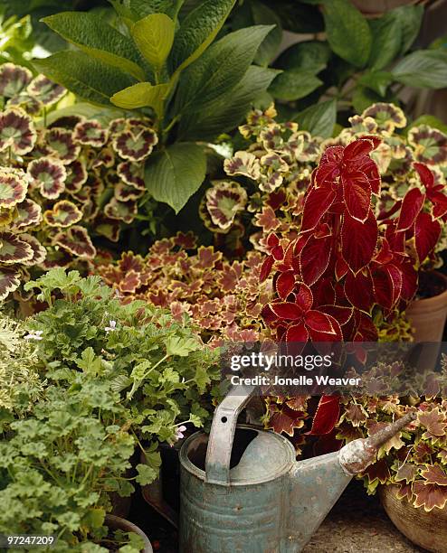 assortment of potted house plants - coleus stock pictures, royalty-free photos & images