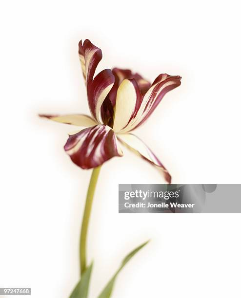 Bicolored 3,716 Bicolored Stock Photos, High-Res Pictures, and Images - Getty Images